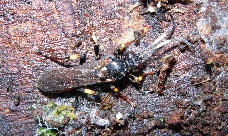 Protichneumon fusorius